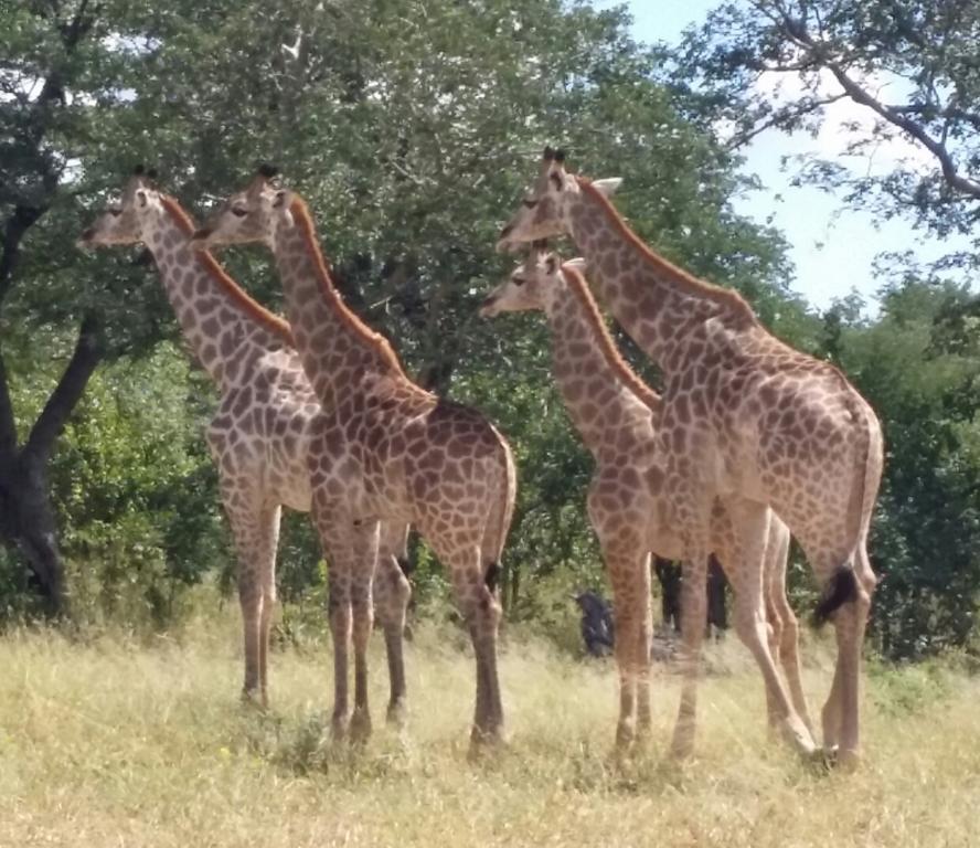 ホテル Mwandi View Kavimba エクステリア 写真